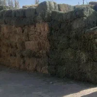 یونجه چین دو|خدمات باغبانی و درختکاری|رشت, پل تالشان|دیوار