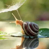 فروش حلزون کوچک