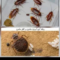 سمپاشی حشرات سم پاشی جوندگان ریشـه‌کن تنها‌1مرحـله