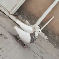 یک جفت طوقی هفرنگ