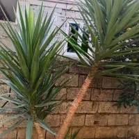 فروش گل شمشادی و گل یوکا|گل و گیاه طبیعی|شلمان, |دیوار