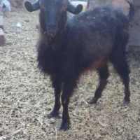 سه تا گوسفند|حیوانات مزرعه|کرمان, |دیوار