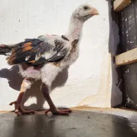 جوجه لاری|حیوانات مزرعه|تربت جام, شهرک آزادگان|دیوار