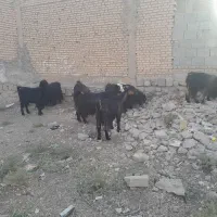 بزنامبروان|حیوانات مزرعه|شوشتر, |دیوار