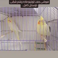 عروس هلندی لوتینو