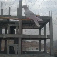 نر نباتی خال سیاه