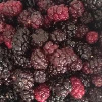 شاتوت درجه یک تازه