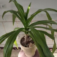 گل اشک ملکه|گل و گیاه طبیعی|خمینیشهر, |دیوار