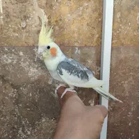 یک جفت عروس هلندی خوشگل|پرنده|ماهدشت, |دیوار