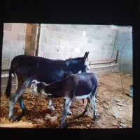 شیر الاغ برای درمان سرفه های شدید آنفلونزا