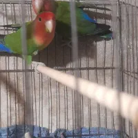 کتوله برزیلی نر وماده خوش رنگ|پرنده|فومن, |دیوار