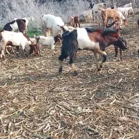 نر چاق نژادار