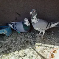 کبوتر هفت لاق