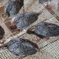 جوجه بوقلمون دوماهه