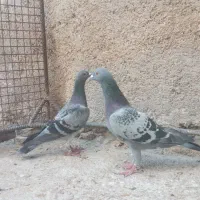 دوعددنرهوایی|پرنده|بوشکان, |دیوار