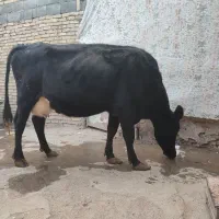 گوساله یا گاو