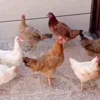 مرغ تخم گذار و جوجه مرغ بزرگ|حیوانات مزرعه|کوهدشت, |دیوار