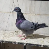 کفتر یا کبوتر|پرنده|تهران, هاشمآباد (شهرری)|دیوار