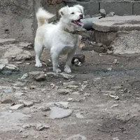 پاکوتاه واگذاری