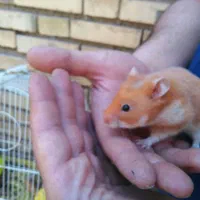 فروش همسترهای نازواهلی تکی و کلی|موش و خرگوش|تبریز, |دیوار