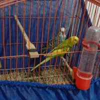 مرغ عشق و فنچ|پرنده|رباطکریم, نصیرشهر|دیوار