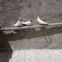 ۳عدد کبوتر درجه یک