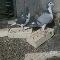 کبوتر چادری|پرنده|تبریز, |دیوار