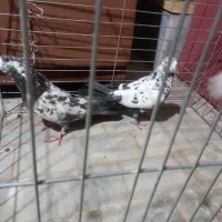 کفتر