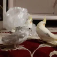 سلام  عروس هلندی  جدید بسیار  زیبا موجود شده|پرنده|شیراز, گل سرخ|دیوار