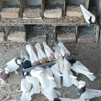 طوقی همه رنگ|پرنده|بافق, |دیوار