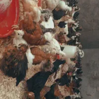 دوتک مرغ مشکی کاکل دار دوماهه