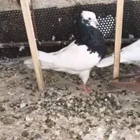 طوقی سیاه نر مست