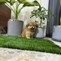 پامر روباهی فقط 3900