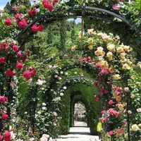 باغبانی ودرختکاری هرس نگهداری باغ