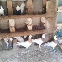 پرنده|پرنده|خوسف, |دیوار