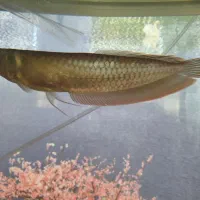 آروانا سیلور|ماهی|رفسنجان, |دیوار