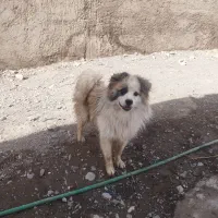 فروش سگ پامر