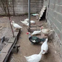 اردک اسراییلی  ۵عدد باهم ۲میلیون