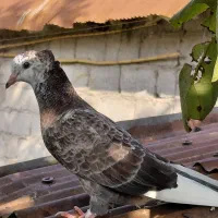 کبوتر گمشده