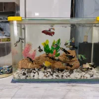 آکواریوم و لوازم وماهی