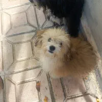 فروشی خلاصه ۴ تومن