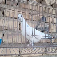کبوتر ماده