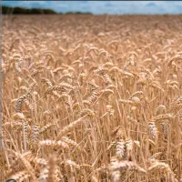 بذر گندم آبی رقم میهن