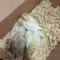 خریدوفروش انواع پرنده وکبوتروقفس ولوازم ودان ودارو|پرنده|آمل, |دیوار