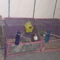 فنچ.مرغ عشق