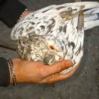 سرور نر|پرنده|لنجان, |دیوار