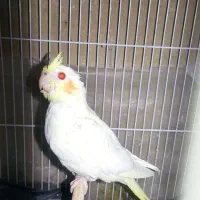 جوجه عروس هلندی لوتینیو و سیامون