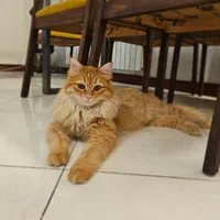 واگذاری گربه DLH