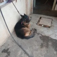 سگ ژرمن|سگ|مشکین‌دشت, |دیوار