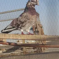 کبوتر گرفتنی رنگی پلاکی سرور|پرنده|قم, ولیعصر|دیوار